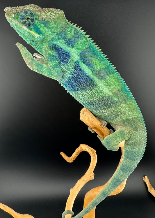 JM-2 Ambanja male
