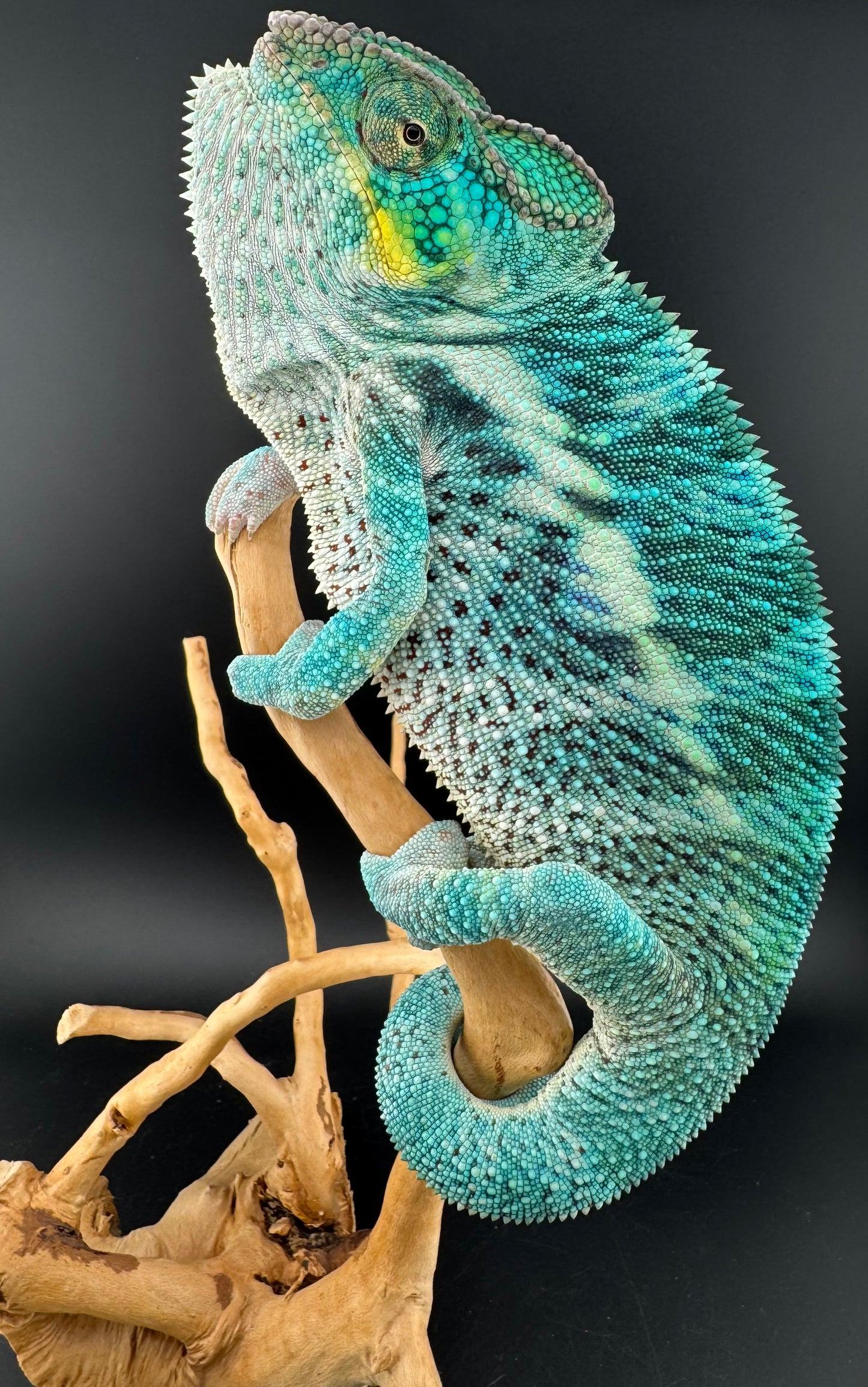 F1 Nosy Faly Male PN-5