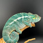 PN-6 Nosy Faly Male