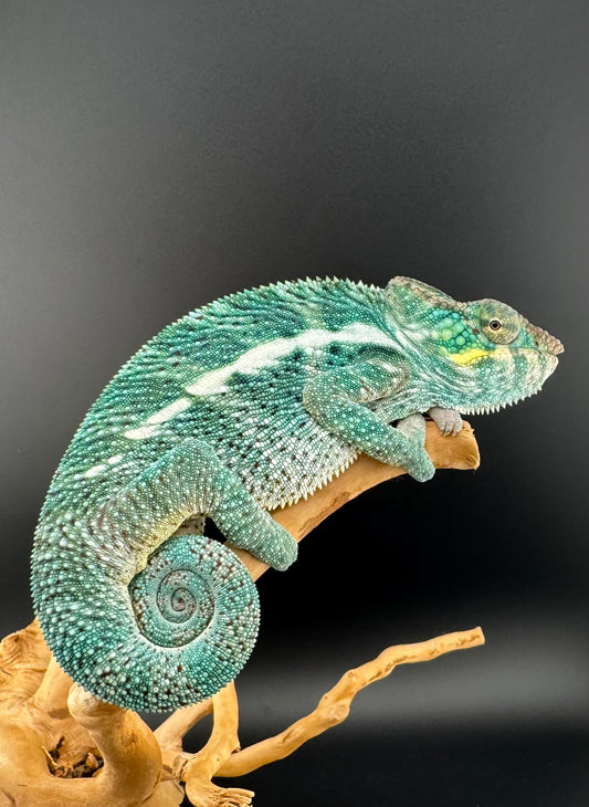 PN-6 Nosy Faly Male