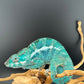 PN-34 Nosy Faly Male