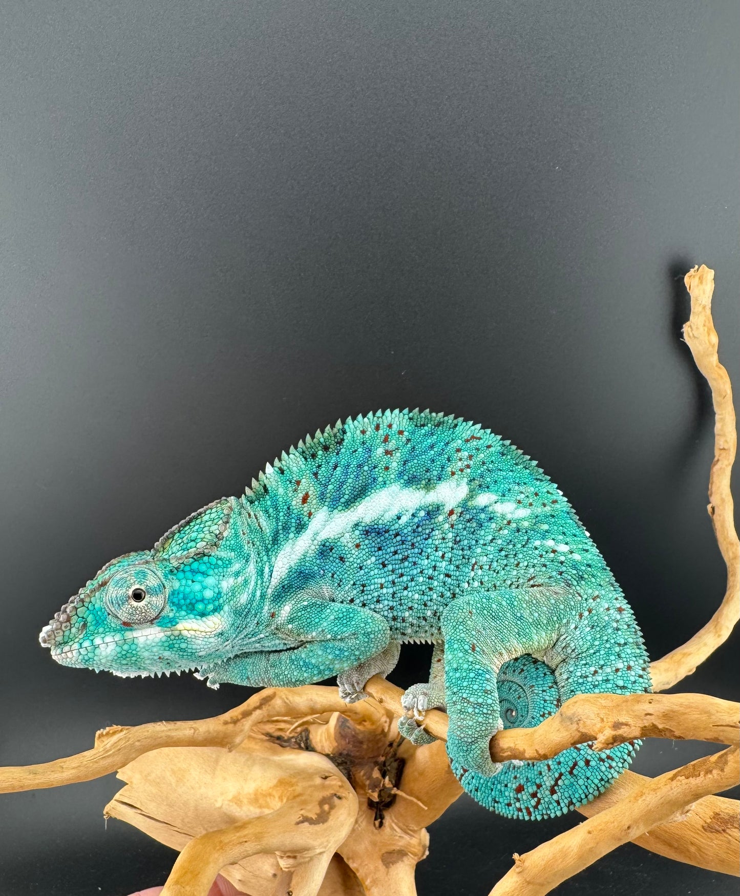 PN-34 Nosy Faly Male