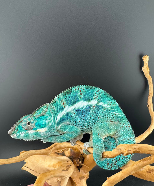 PN-34 Nosy Faly Male