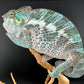 PN-11 Nosy Faly Male
