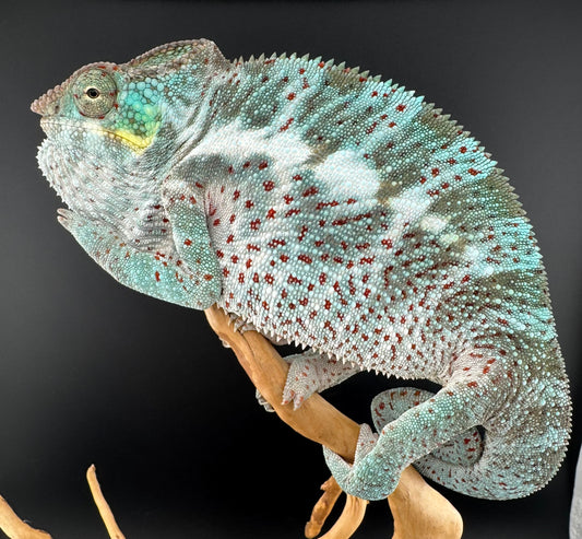 PN-11 Nosy Faly Male