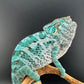 TN-5 Nosy Faly Male