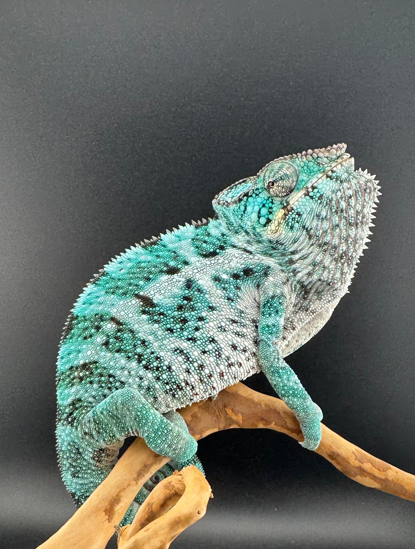 TN-5 Nosy Faly Male