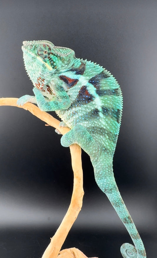 Male Ambanja AP-8