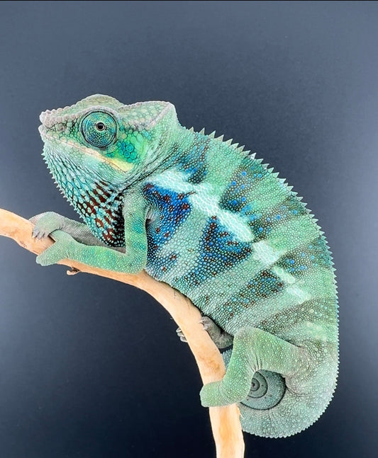 Male Ambanja AP-20