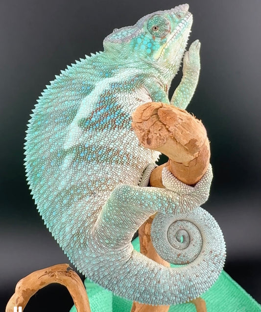 AP-31 Ambanja Male