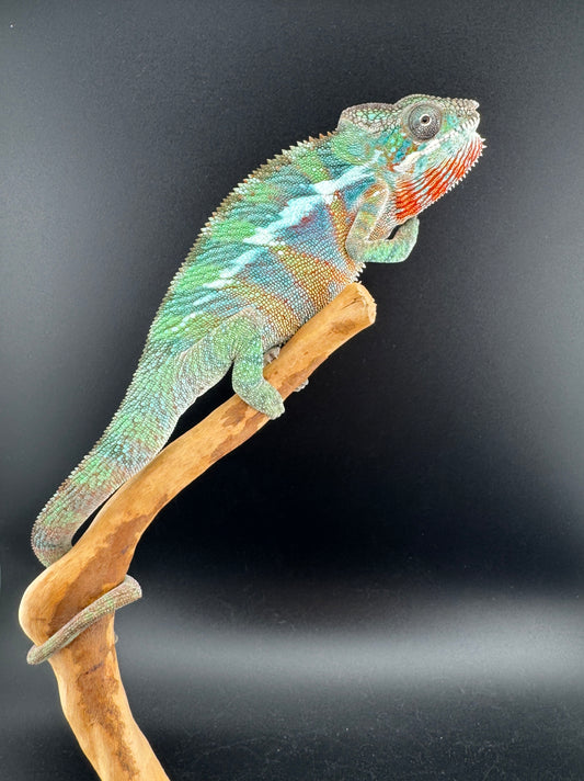 Ambilobe YBBB Male DV-13