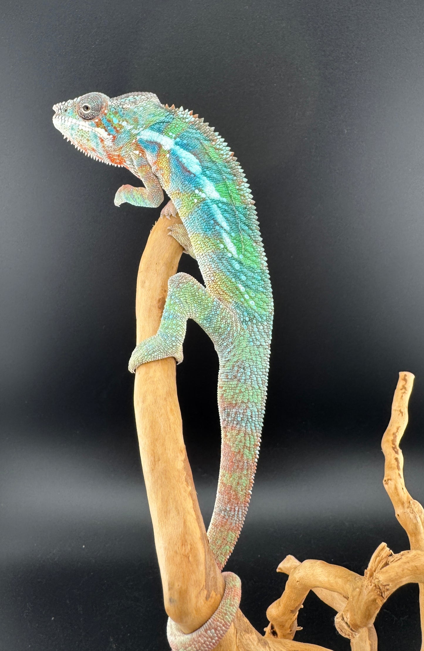 Ambilobe YBBB Male DV-13