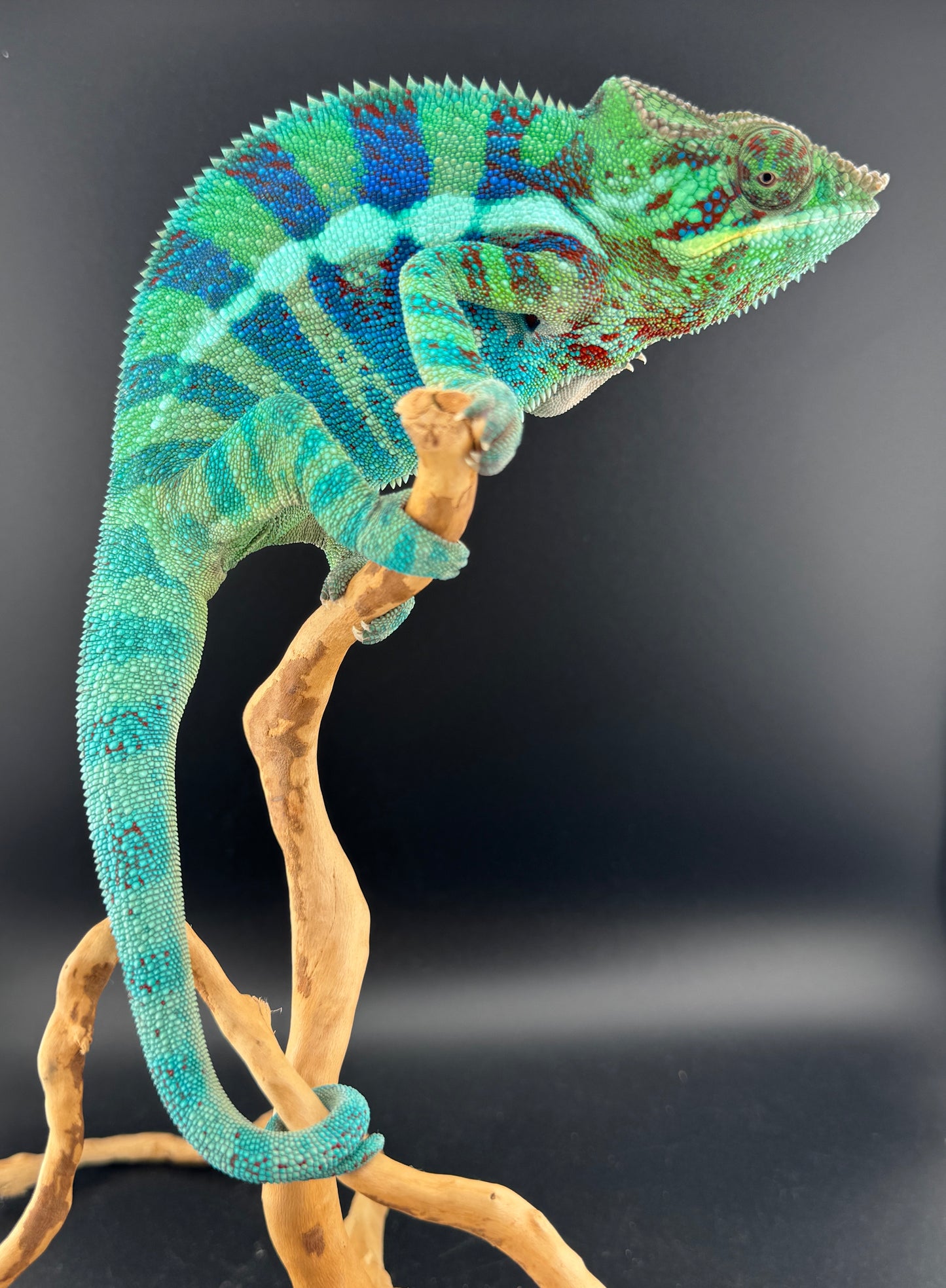 RMT-6 Ambanja Male