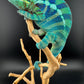 RMT-6 Ambanja Male