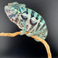Ambanja Male AP-39