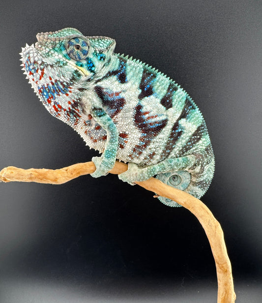 Ambanja Male AP-39