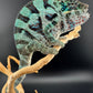 Ambanja Male AP-39