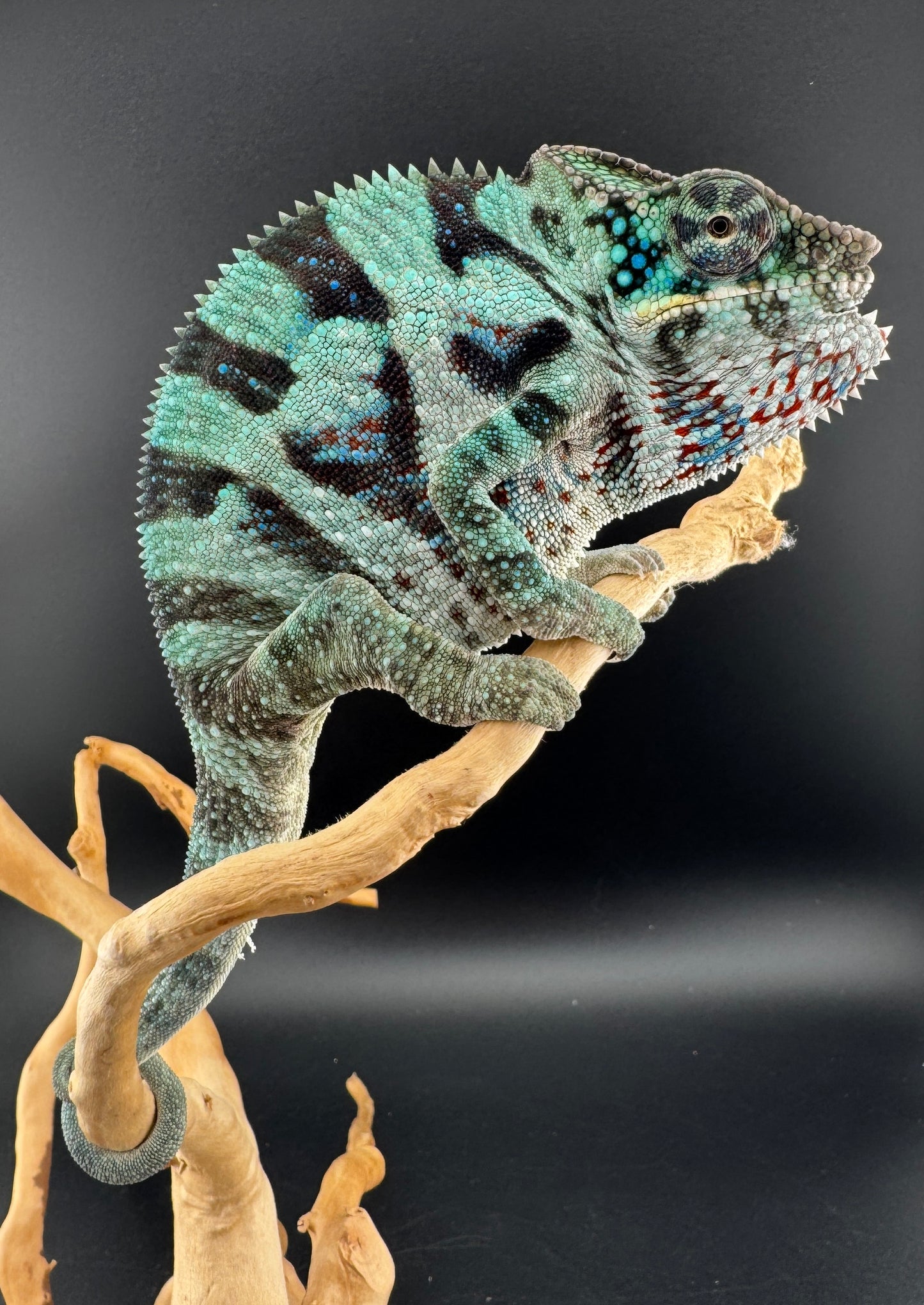 Ambanja Male AP-39
