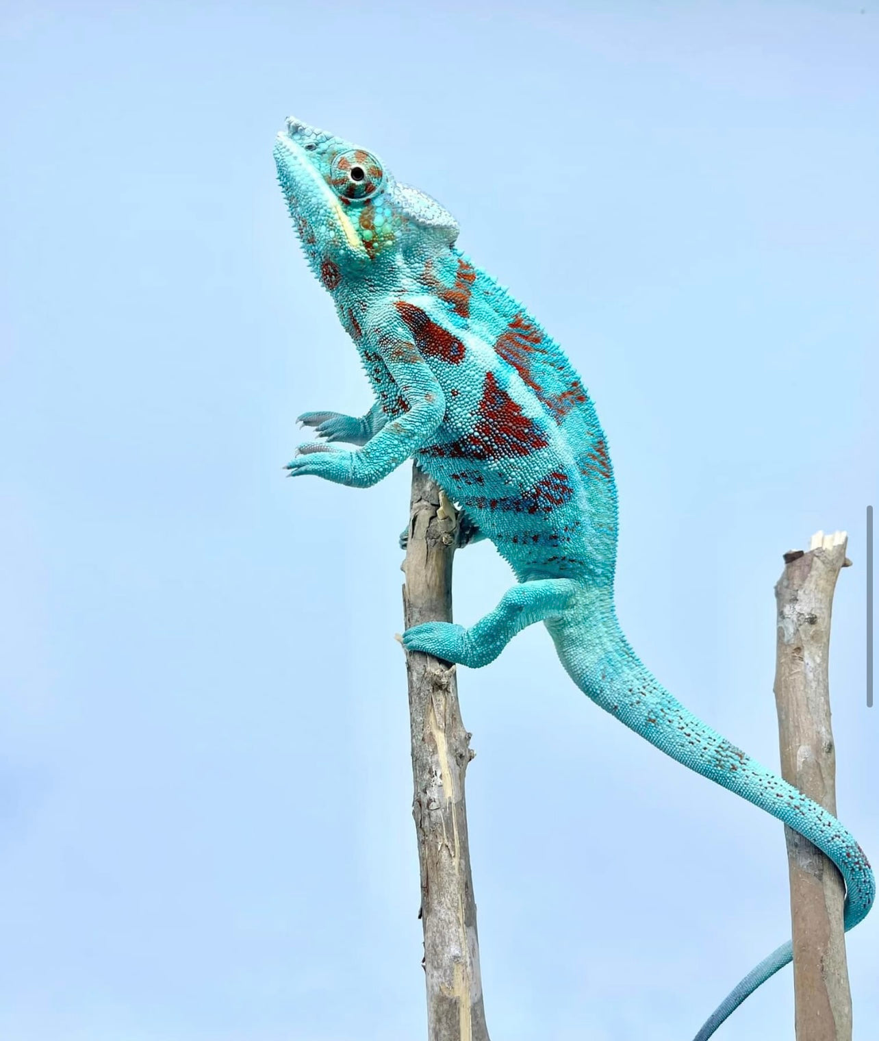 Ambanja Male JM-1