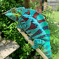 Ambanja Male AP-34