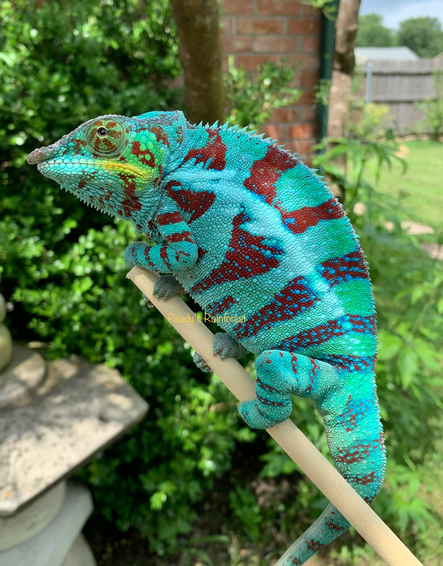 Ambanja Male AP-34