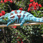 Ambanja Male AP-34