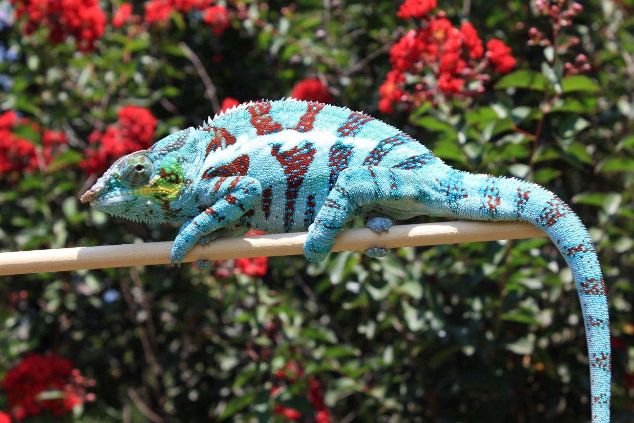 Ambanja Male AP-34