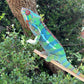 Ambilobe YBBB Male DV-16
