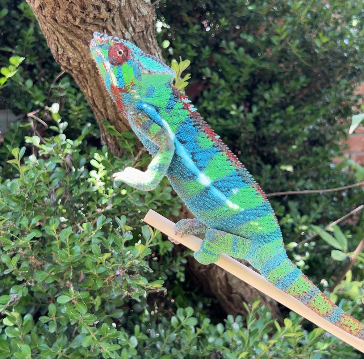 Ambilobe YBBB Male DV-16