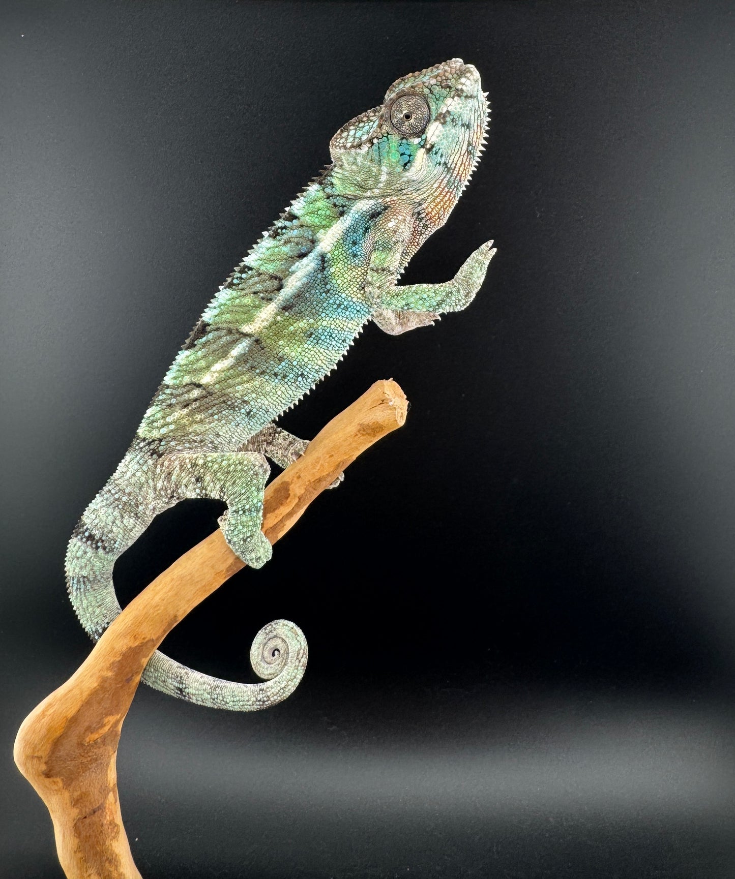 Ambilobe YBBB Male DV-15