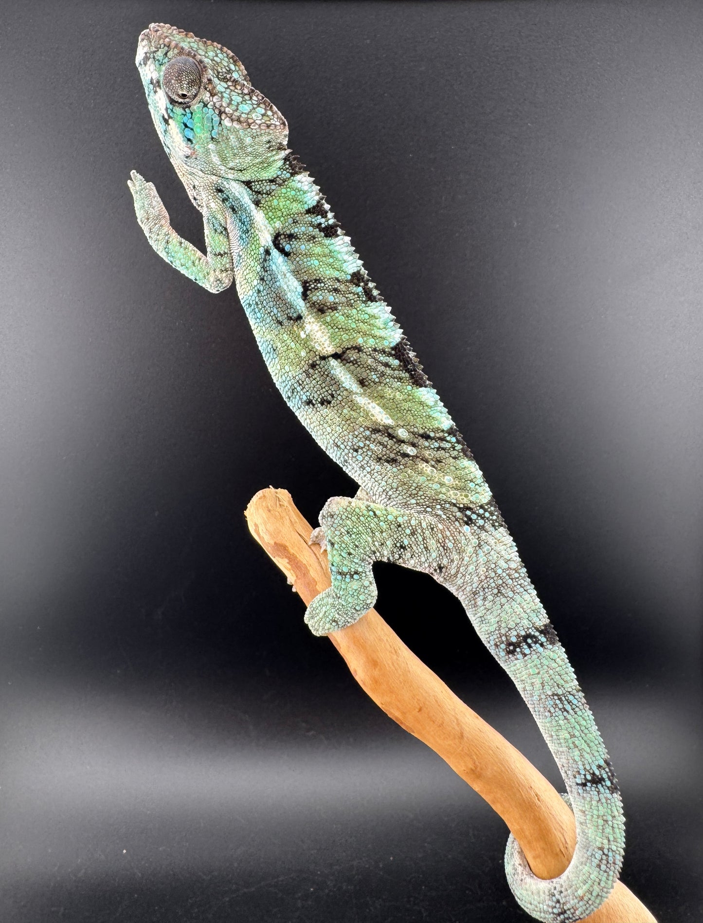 Ambilobe YBBB Male DV-15