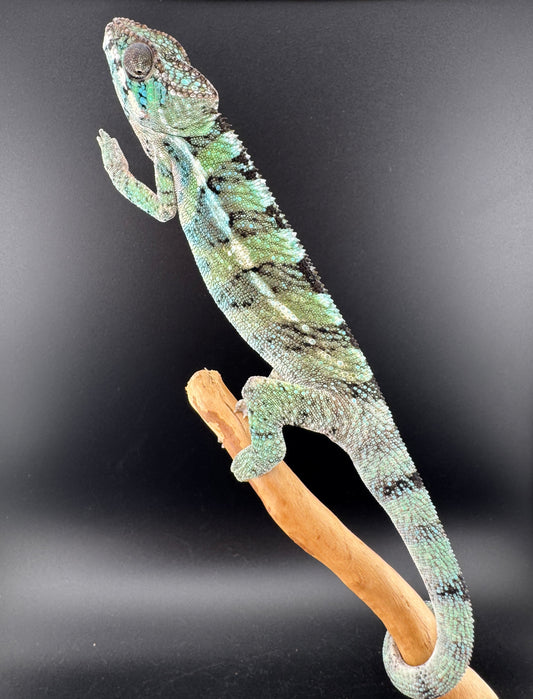 Ambilobe YBBB Male DV-15