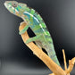 Ambilobe YBBB Male DV-10