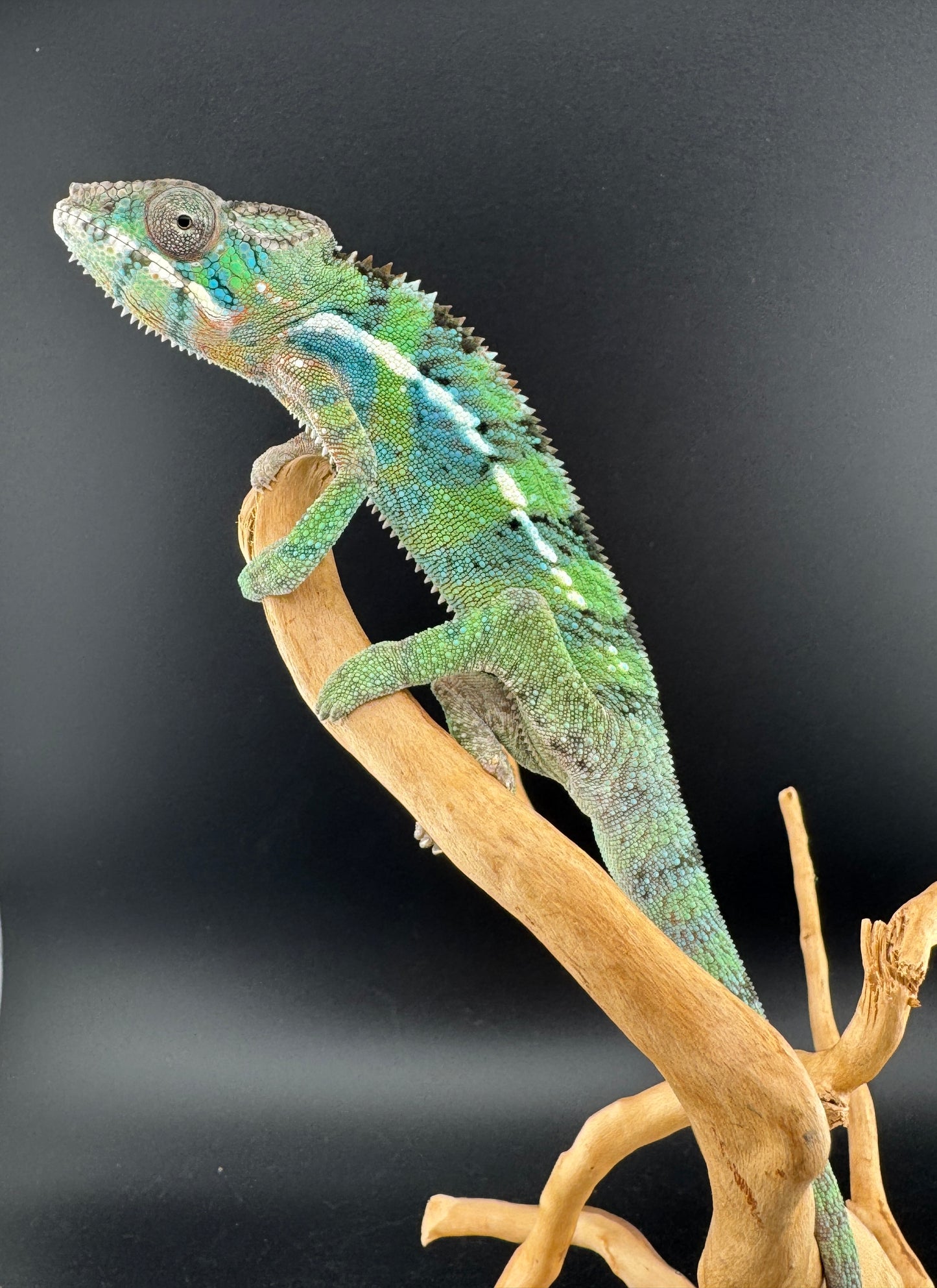 Ambilobe YBBB Male DV-10