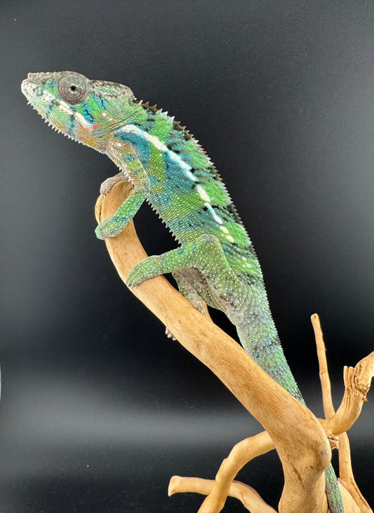 Ambilobe YBBB Male DV-10