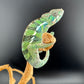 Ambilobe YBBB Male DV-10