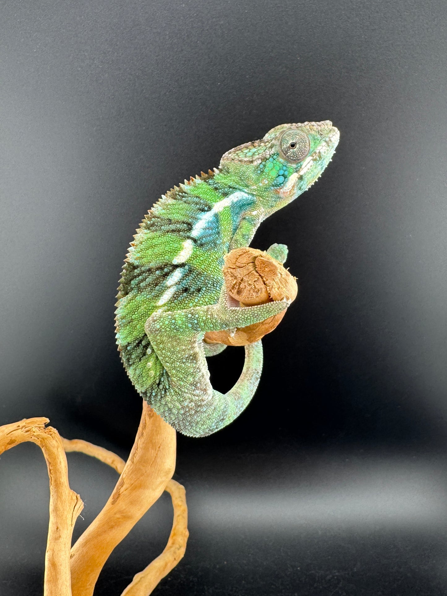 Ambilobe YBBB Male DV-10