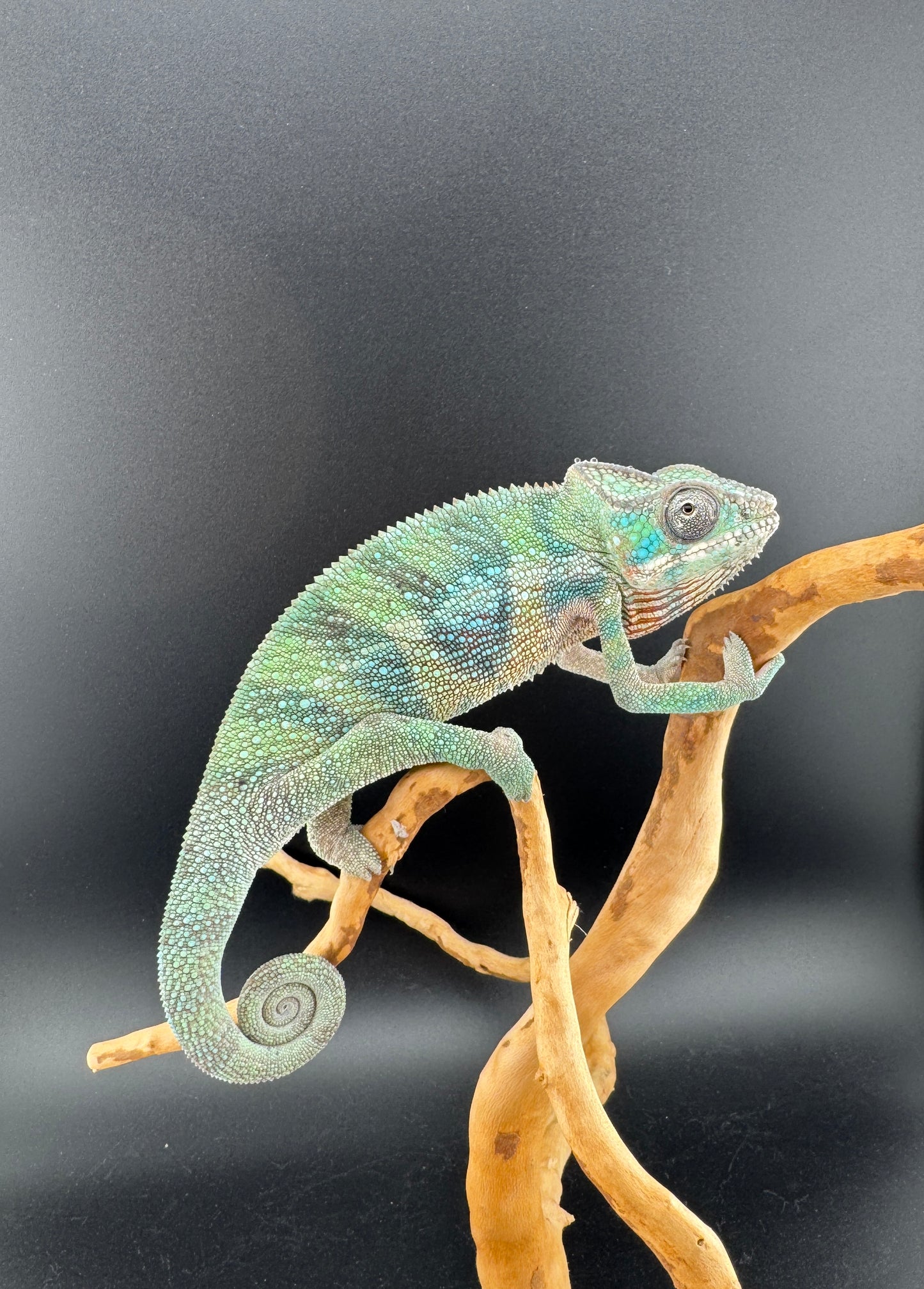 Ambilobe YBBB Male DV-12