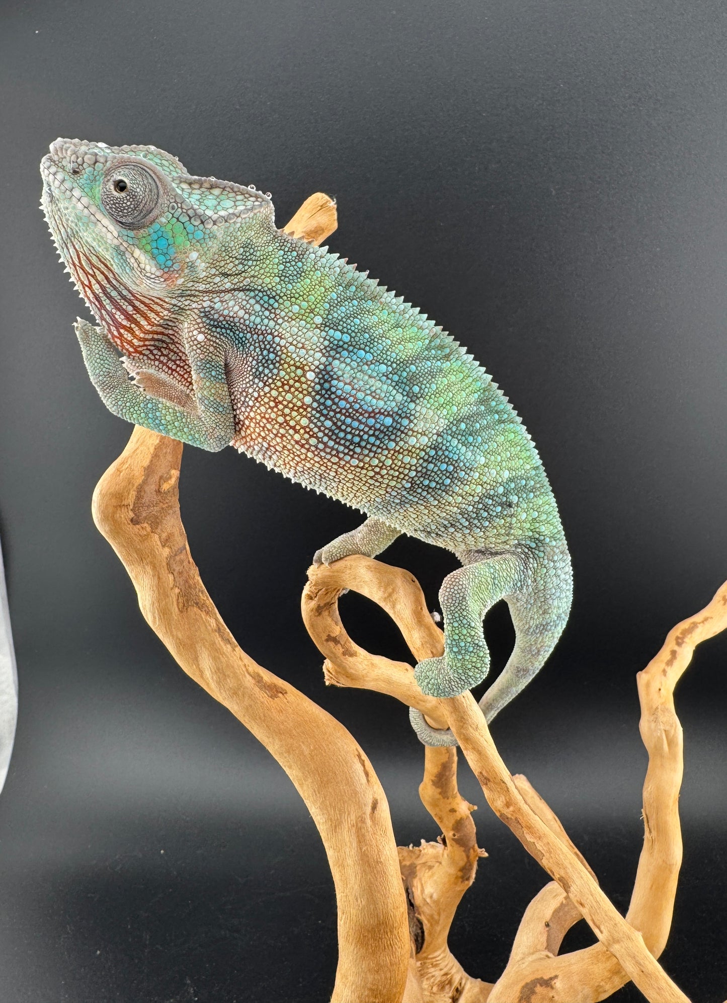 Ambilobe YBBB Male DV-12