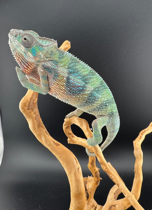 Ambilobe YBBB Male DV-12