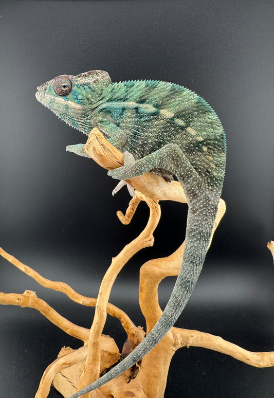 Ambilobe YBBB Male DV-9