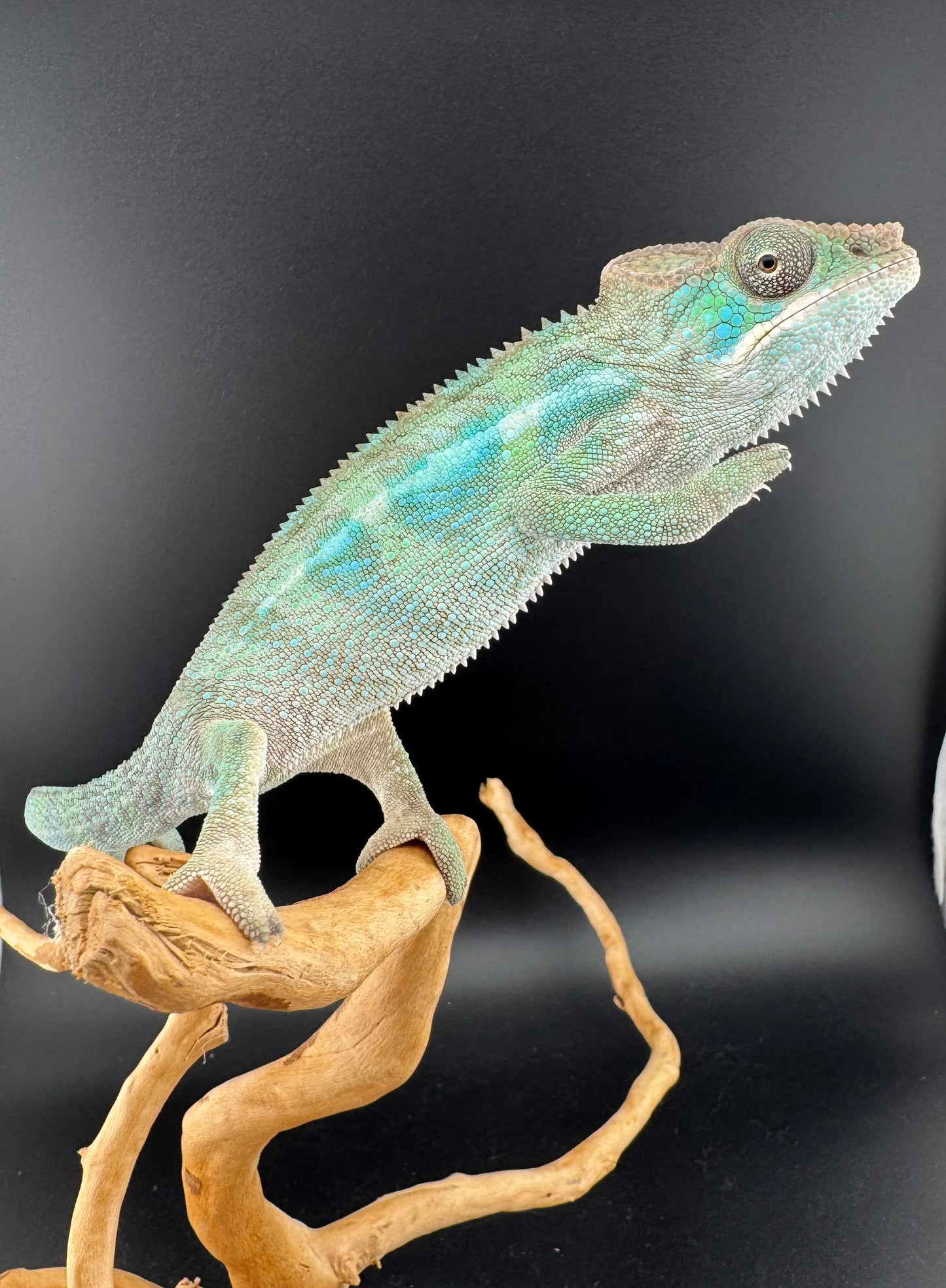 Ambilobe YBBB Male DV-11