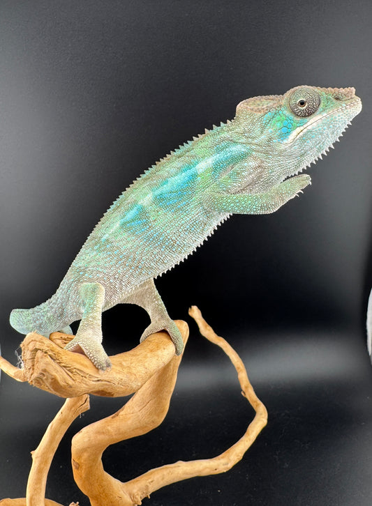 Ambilobe YBBB Male DV-11