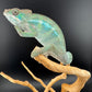Ambilobe YBBB Male DV-11