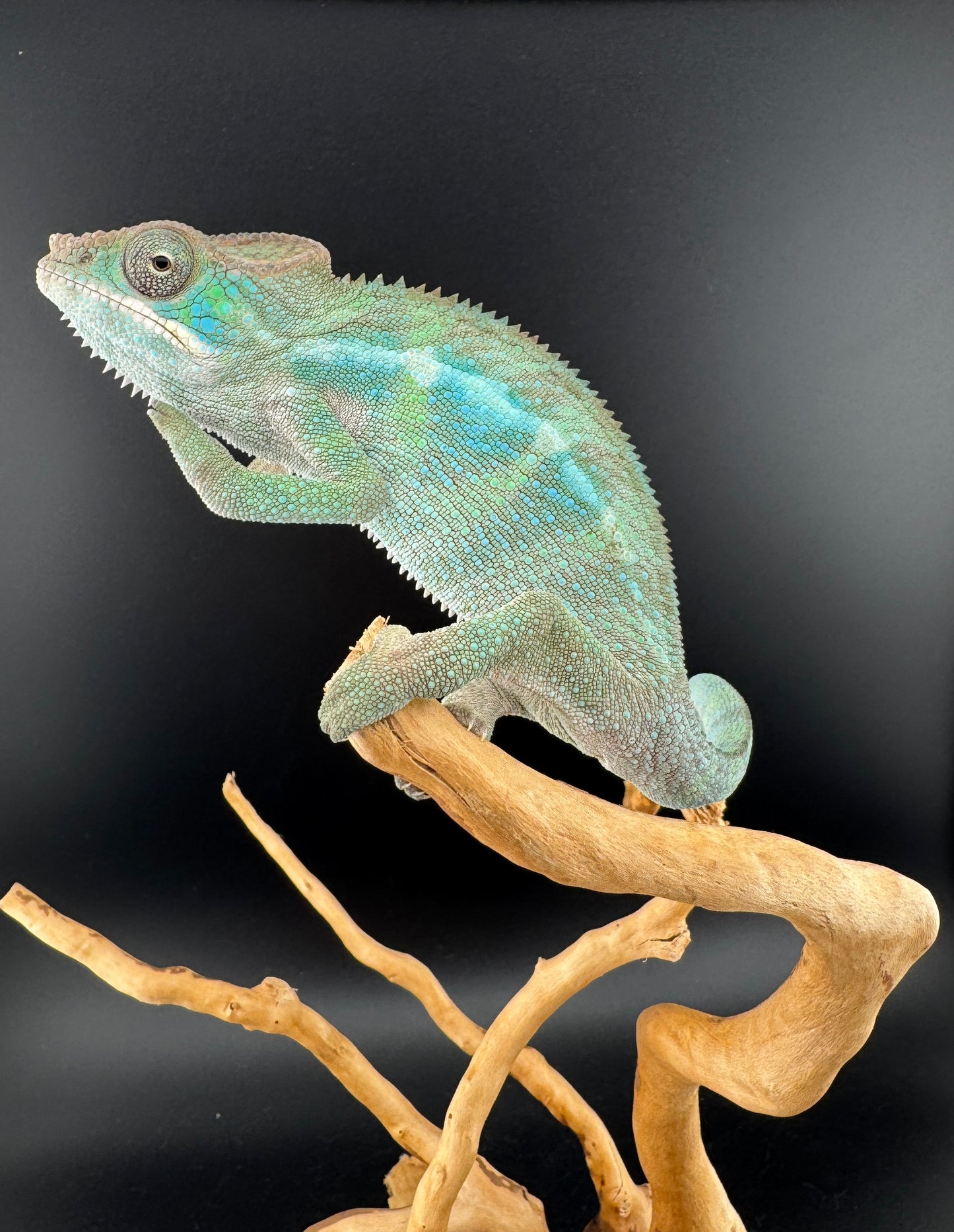 Ambilobe YBBB Male DV-11