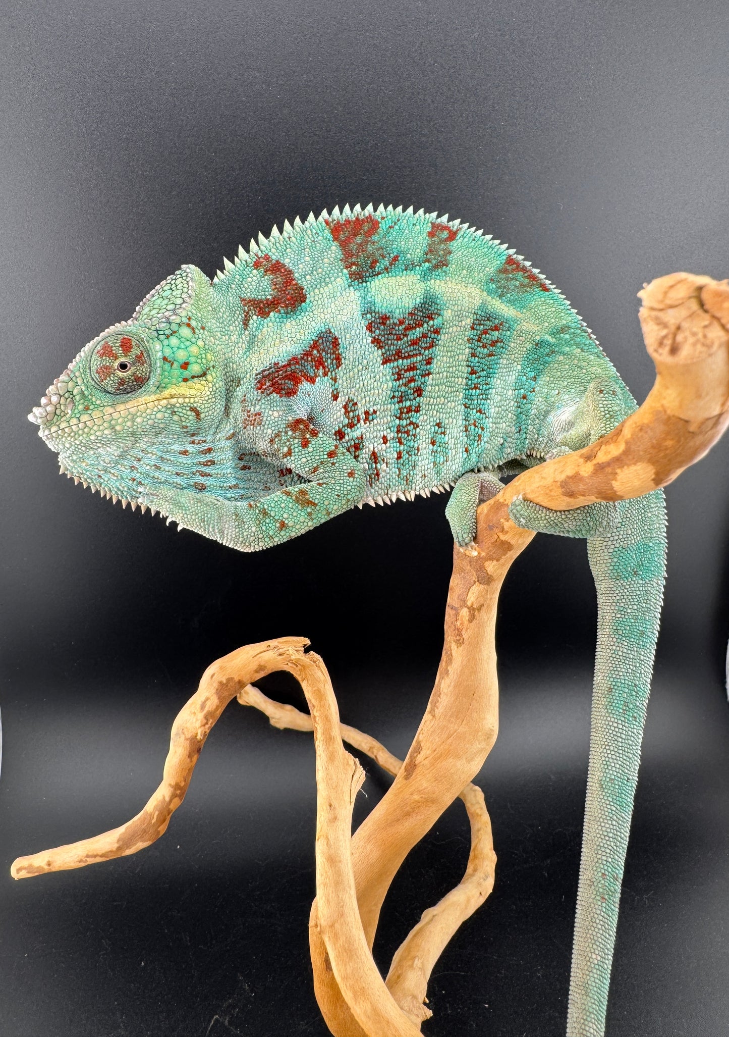 Ambanja Male JM-1