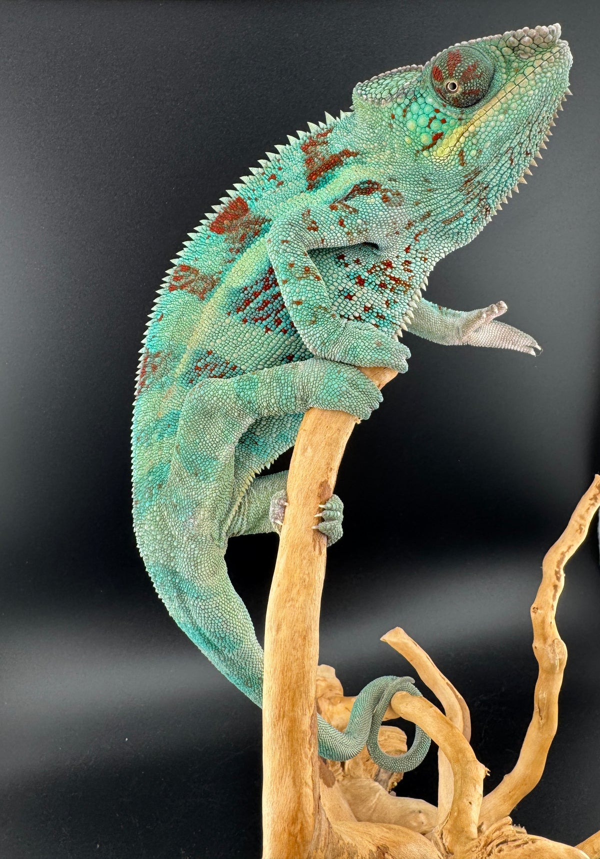 Ambanja Male JM-1