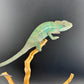 Ambilobe YBBB Male DV-17