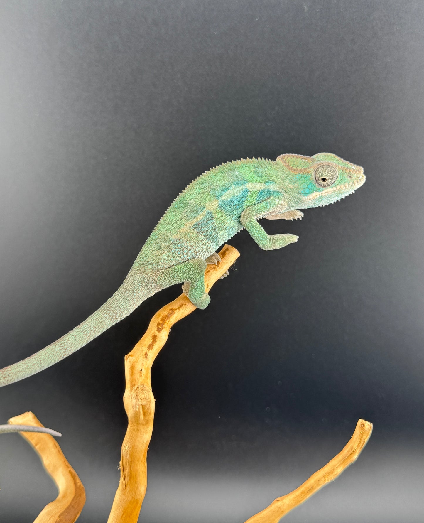 Ambilobe YBBB Male DV-17