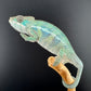 Ambilobe YBBB Male DV-17